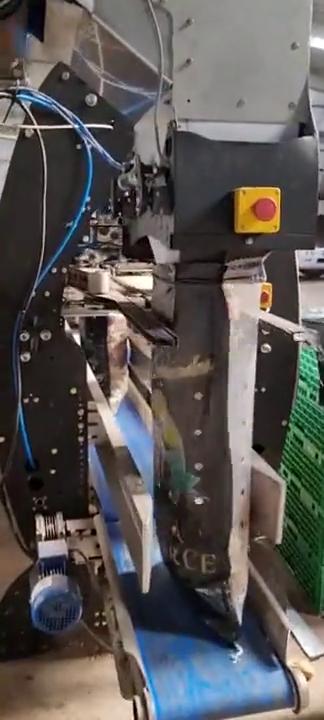 Bolsa llenándose a la salida de la pesadora automática antes de pasar a la cosedora.