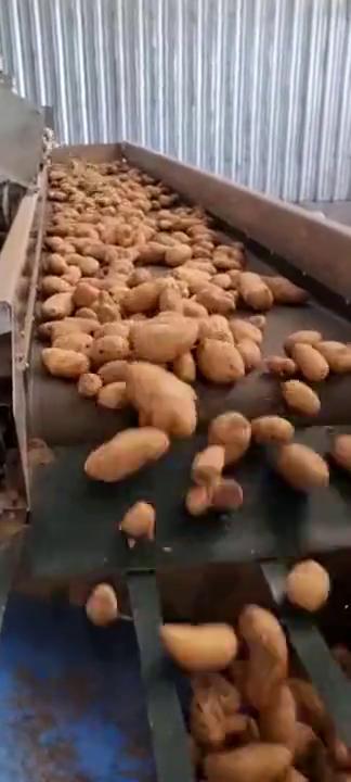 Papas ingresando por la cinta de alimentación de la pesadora automática.
