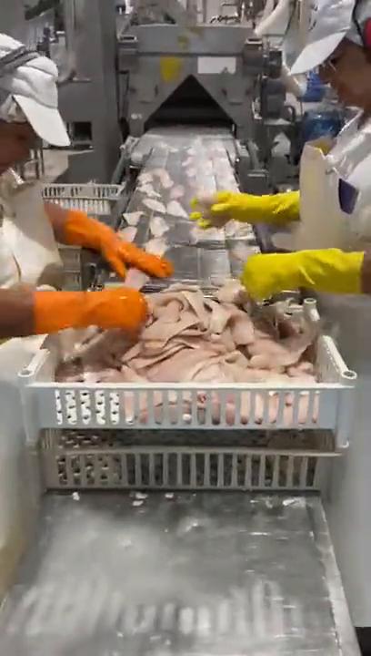 Cámara de inspección sobre una línea de procesamiento de alimentos con operarios.